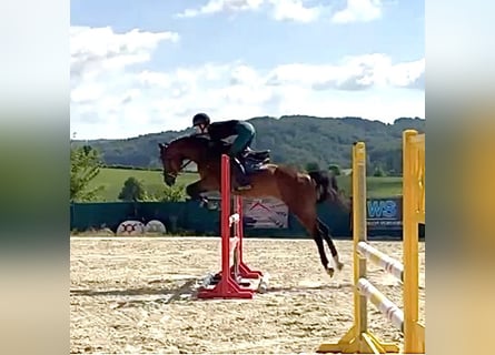 Westfaliano, Giumenta, 5 Anni, 161 cm, Baio