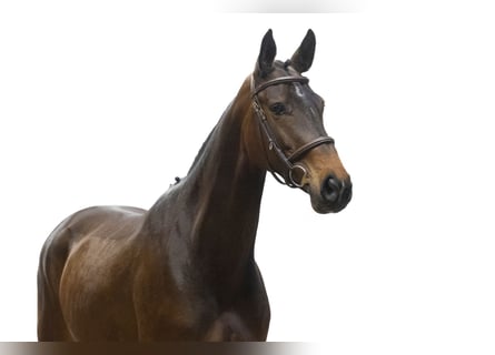 Westfaliano, Giumenta, 5 Anni, 161 cm, Baio