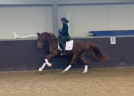 Westfaliano, Giumenta, 5 Anni, 162 cm, Sauro scuro