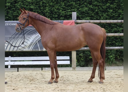 Westfaliano, Giumenta, 5 Anni, 163 cm, Sauro