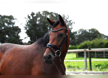 Westfaliano, Giumenta, 5 Anni, 164 cm, Baio