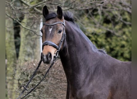 Westfaliano, Giumenta, 5 Anni, 164 cm, Baio scuro