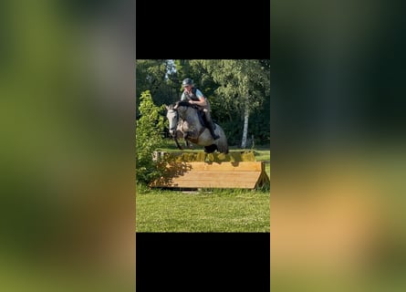 Westfaliano, Giumenta, 5 Anni, 164 cm, Grigio pezzato