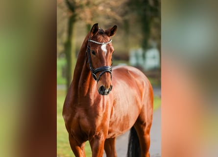 Westfaliano, Giumenta, 5 Anni, 165 cm, Baio