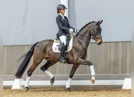 Westfaliano, Giumenta, 5 Anni, 165 cm, Baio