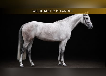 Westfaliano, Giumenta, 5 Anni, 166 cm, Grigio