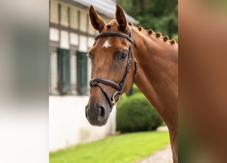 Westfaliano, Giumenta, 5 Anni, 166 cm, Sauro