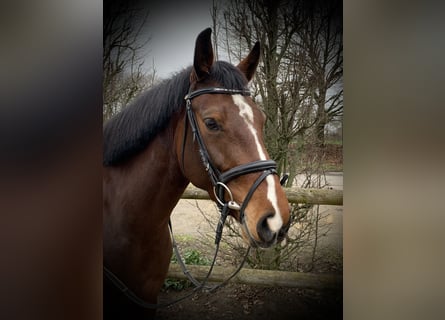 Westfaliano, Giumenta, 5 Anni, 167 cm, Baio