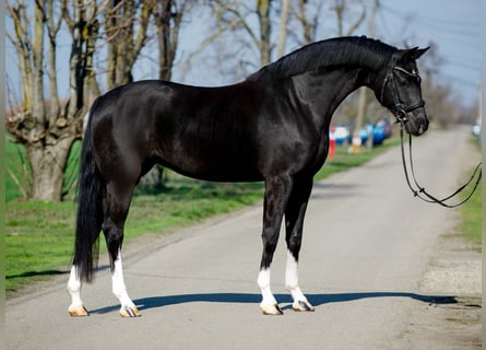 Westfaliano, Giumenta, 5 Anni, 167 cm, Morello