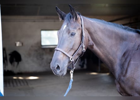 Westfaliano, Giumenta, 5 Anni, 167 cm, Morello