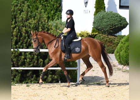 Westfaliano, Giumenta, 5 Anni, 167 cm, Sauro