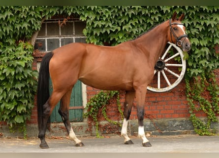Westfaliano, Giumenta, 5 Anni, 168 cm, Baio