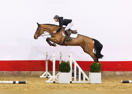 Westfaliano, Giumenta, 5 Anni, 168 cm, Baio