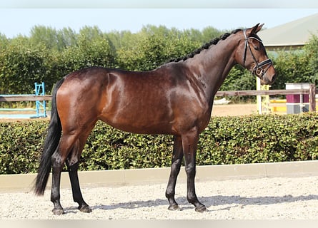 Westfaliano, Giumenta, 5 Anni, 169 cm, Baio scuro