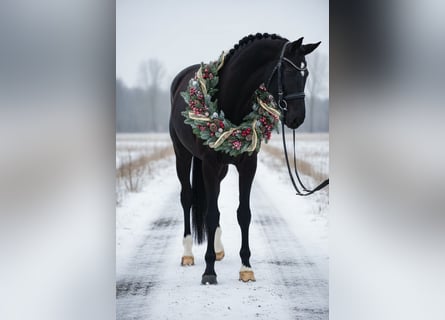 Westfaliano, Giumenta, 5 Anni, 169 cm, Morello