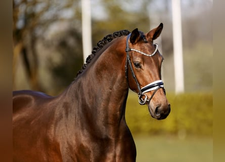 Westfaliano, Giumenta, 5 Anni, 170 cm, Baio