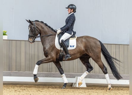 Westfaliano, Giumenta, 5 Anni, 170 cm, Baio scuro