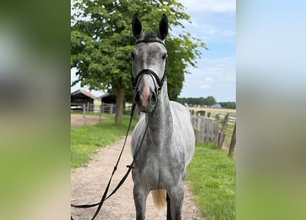 Westfaliano, Giumenta, 5 Anni, 170 cm, Grigio