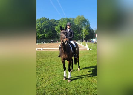Westfaliano, Giumenta, 5 Anni, 172 cm, Baio