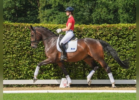 Westfaliano, Giumenta, 5 Anni, 175 cm, Baio scuro