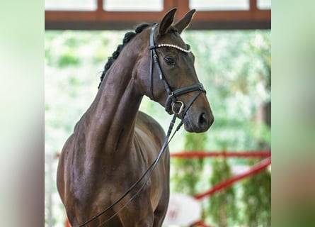 Westfaliano, Giumenta, 5 Anni, Baio