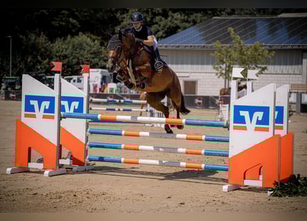 Westfaliano, Giumenta, 6 Anni, 164 cm, Baio