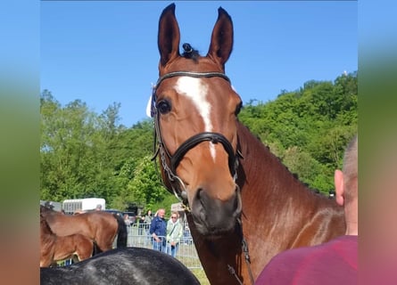 Westfaliano, Giumenta, 6 Anni, 167 cm, Baio