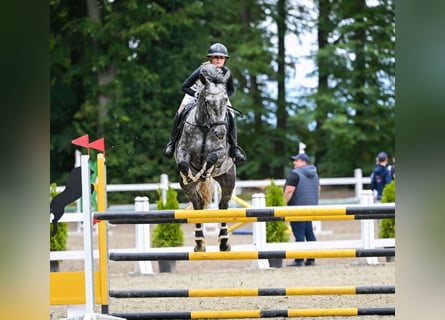 Westfaliano, Giumenta, 6 Anni, 167 cm, Grigio ferro