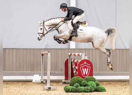 Westfaliano, Giumenta, 6 Anni, 170 cm, Grigio