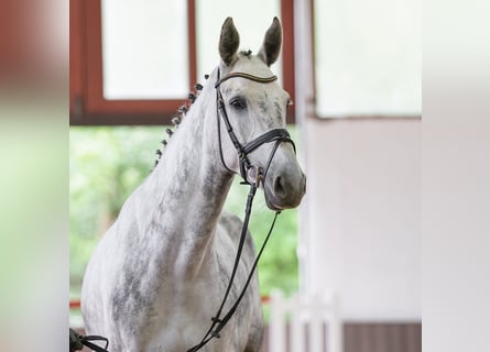 Westfaliano, Giumenta, 6 Anni, 170 cm, Grigio