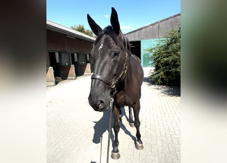 Westfaliano, Giumenta, 6 Anni, 170 cm, Morello
