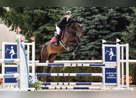 Westfaliano, Giumenta, 6 Anni, 173 cm, Baio