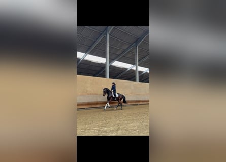 Westfaliano, Giumenta, 6 Anni, 176 cm, Baio scuro