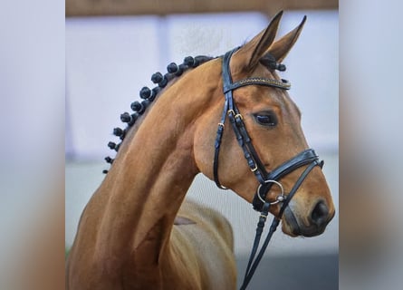 Westfaliano, Giumenta, 7 Anni, 164 cm, Baio