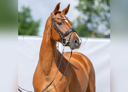 Westfaliano, Giumenta, 7 Anni, 165 cm, Sauro
