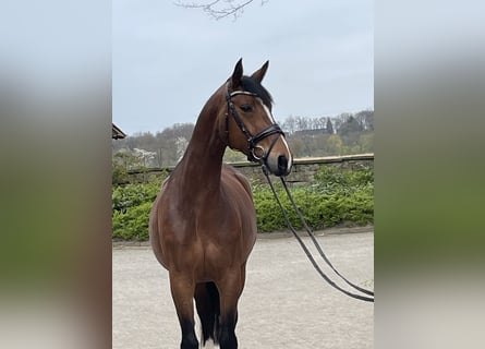 Westfaliano, Giumenta, 7 Anni, 166 cm, Baio