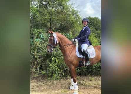 Westfaliano, Giumenta, 7 Anni, 167 cm, Sauro