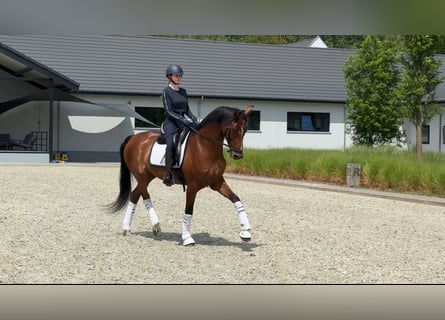 Westfaliano, Giumenta, 7 Anni, 168 cm, Baio ciliegia