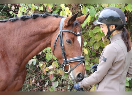 Westfaliano, Giumenta, 7 Anni, 168 cm, Baio