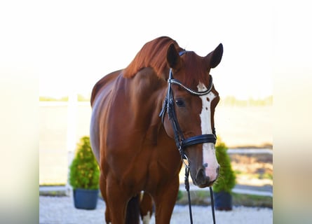 Westfaliano, Giumenta, 7 Anni, 170 cm, Sauro