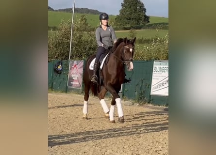 Westfaliano, Giumenta, 7 Anni, 172 cm, Sauro scuro