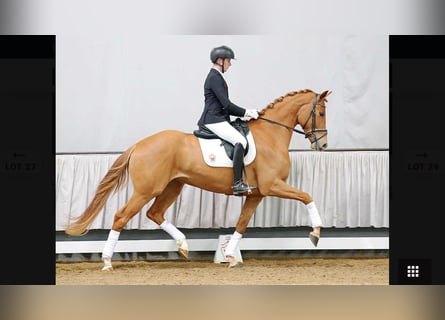 Westfaliano, Giumenta, 7 Anni, 178 cm, Sauro