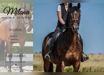 Westfaliano, Giumenta, 8 Anni, 165 cm, Baio scuro