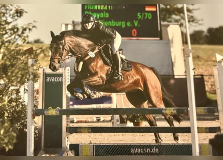 Westfaliano, Giumenta, 8 Anni, 167 cm, Baio