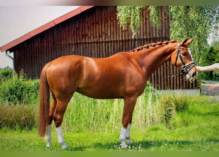 Westfaliano, Giumenta, 8 Anni, 168 cm, Sauro