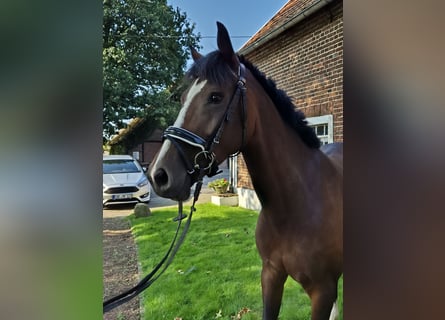 Westfaliano, Giumenta, 8 Anni, 169 cm, Baio