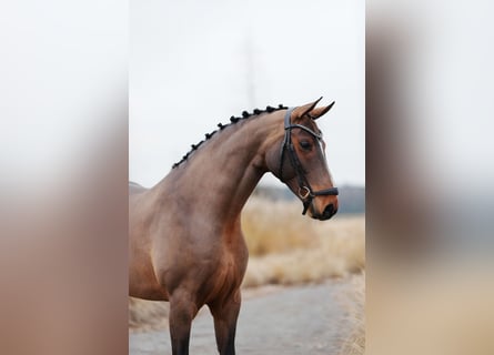 Westfaliano, Giumenta, 8 Anni, 169 cm, Baio ciliegia