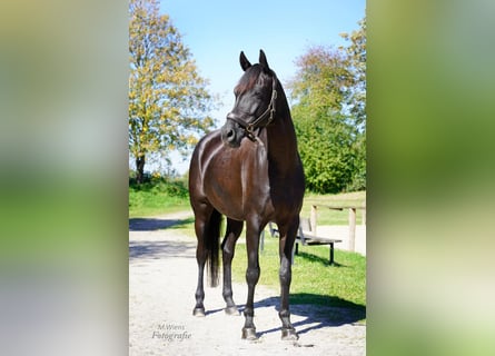 Westfaliano, Giumenta, 8 Anni, 172 cm, Baio nero