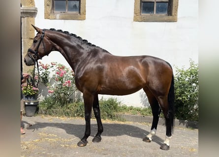 Westfaliano, Giumenta, 8 Anni, 172 cm, Baio scuro