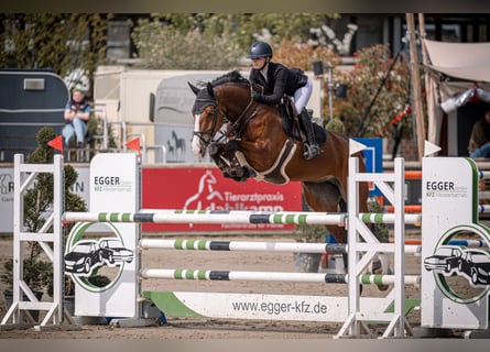 Westfaliano, Giumenta, 8 Anni, 180 cm, Baio